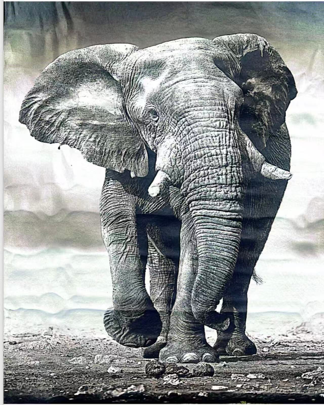 Eelephant design 3D Carpet - 1.5x2M