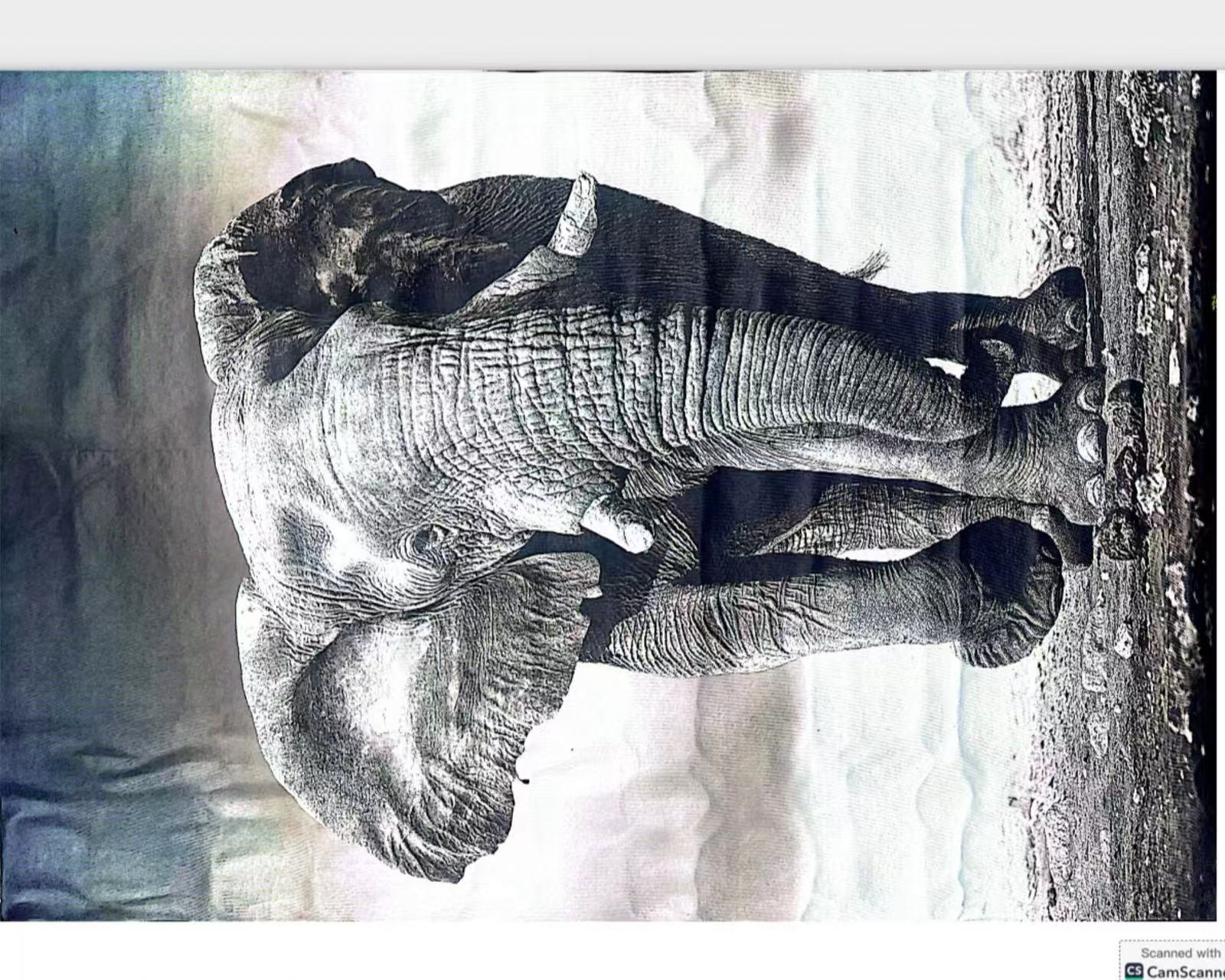 Eelephant design 3D Carpet - 1.5x2M